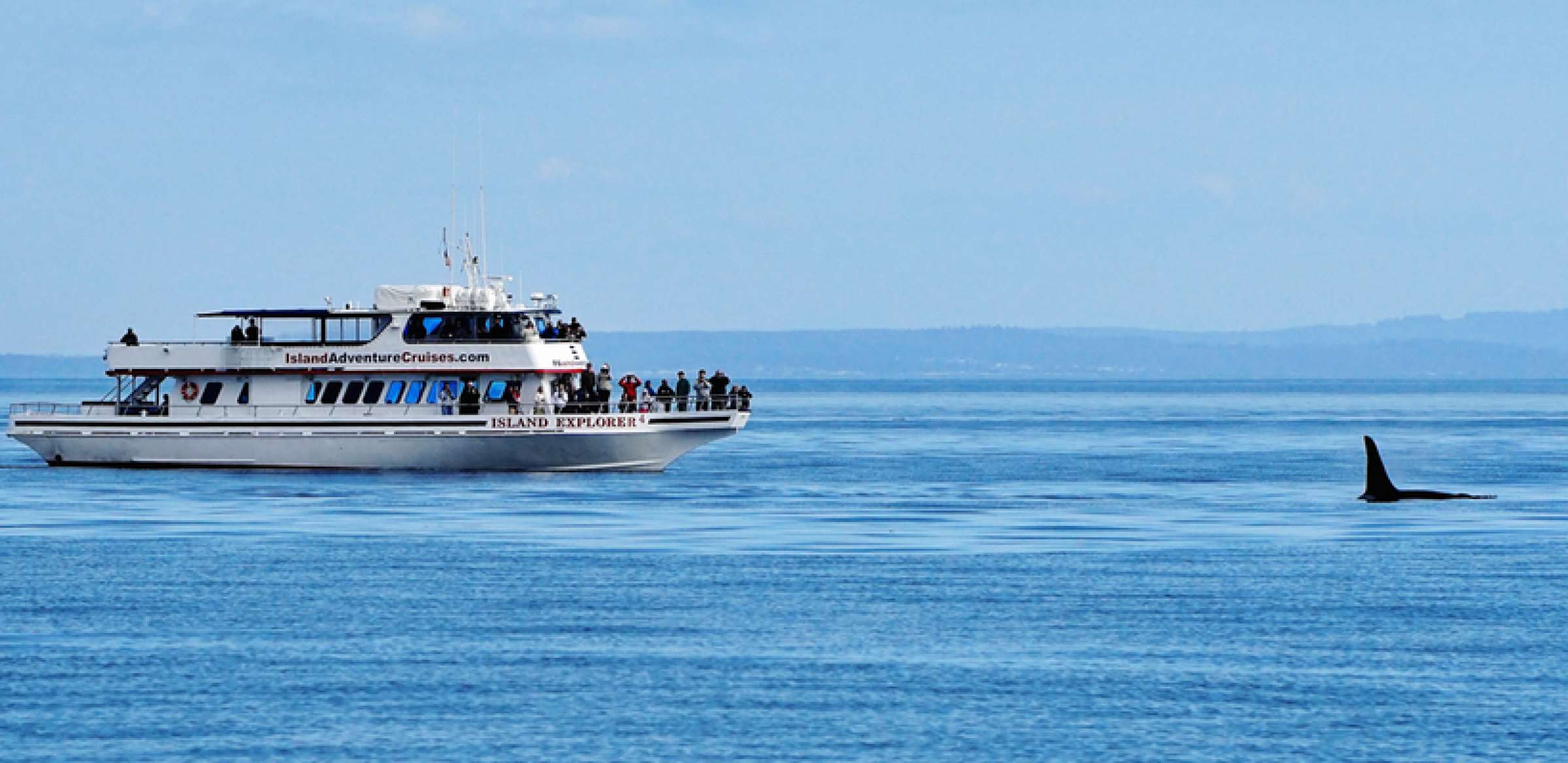 2016 Guaranteed Whale Watching Photo Gallery | Island Adventures